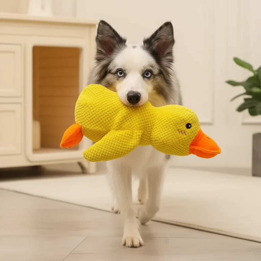 Canard Anti-Stress pour chien
